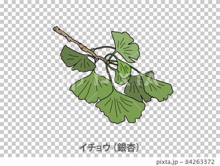 [Prefectural tree] Ginkgo (Ginkgo) Osaka Prefecture 84263372