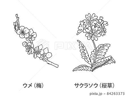 【県花】ウメ（梅）サクラソウ（桜草）大阪府－線画 84263373