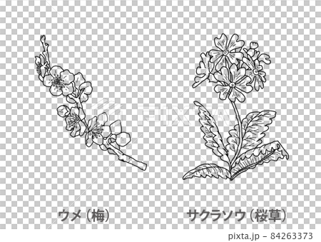 [Prefectural flower] Ume (plum) Sakurasou (primrose) Osaka Prefecture-Line drawing 84263373
