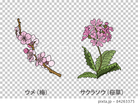 【県花】ウメ(梅)サクラソウ(桜草)大阪府 【県花】ウメ(梅)サクラソウ(桜草)大阪府 84263375