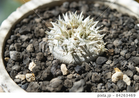 休眠中の恵比寿笑い 84263469