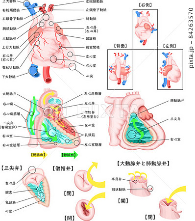 心臓 循環器 構造 イラスト 日本語のイラスト素材