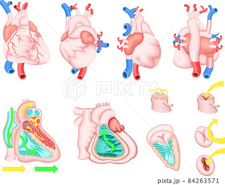 心臓　循環器　構造　イラスト 84263571