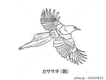 県鳥】カササギ（鵲）佐賀県－線画のイラスト素材 [84263633