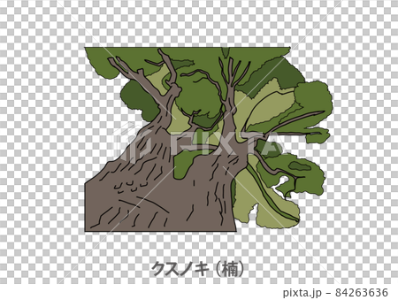 [Prefectural tree] Camphor tree (Kusunoki) Saga prefecture 84263636