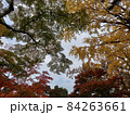 紅葉 84263661