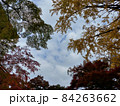 紅葉 84263662