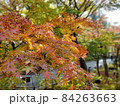 紅葉 84263663