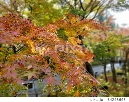 紅葉 84263663