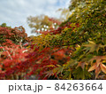 紅葉 84263664