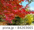 紅葉 84263665
