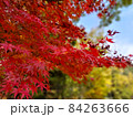 紅葉 84263666