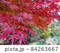 紅葉 84263667