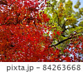 紅葉 84263668
