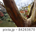 紅葉 84263670