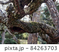 古木 84263703