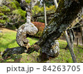 古木 84263705