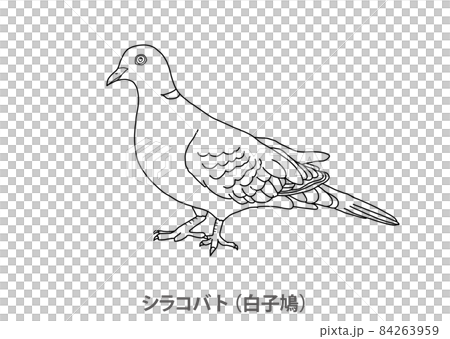 [縣鳥] 埼玉縣白鴿(Shirakobato)-線描 84263959