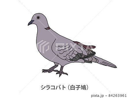 【県鳥】シラコバト（白子鳩）埼玉県