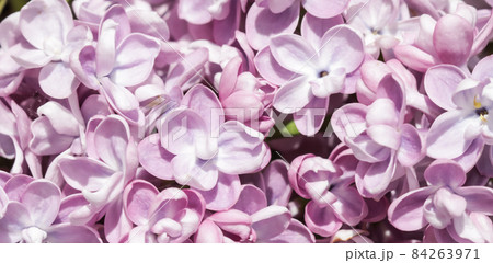 Blooming branch of purple terry Lilac in the spring garden Blooming branch of purple terry Lilac in the spring garden 84263971