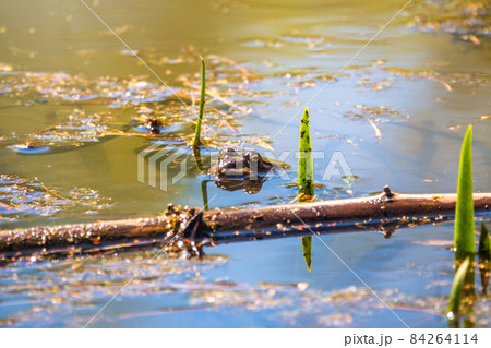 A large green frog swims in the marsh. A large green frog swims in the marsh. 84264114