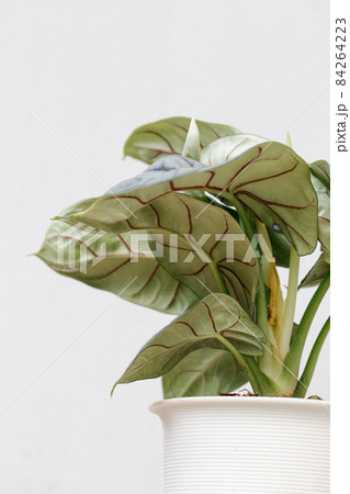 back leaves of Alocasia silver dragon 84264223