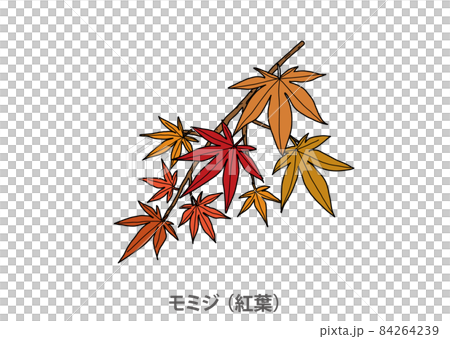 [Prefectural tree] Maple (autumn leaves) Shiga prefecture 84264239