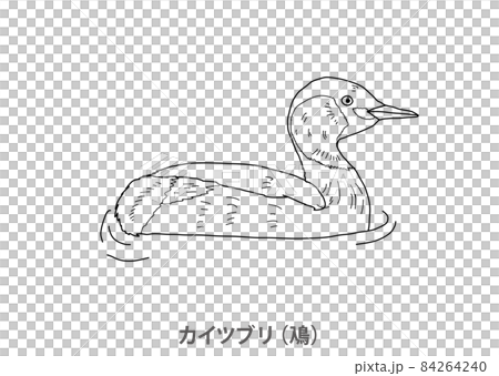 [Prefectural bird] Little Grebe (Feng) Shiga Prefecture-Line drawing 84264240