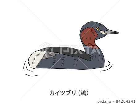 【県鳥】カイツブリ（鳰）滋賀県