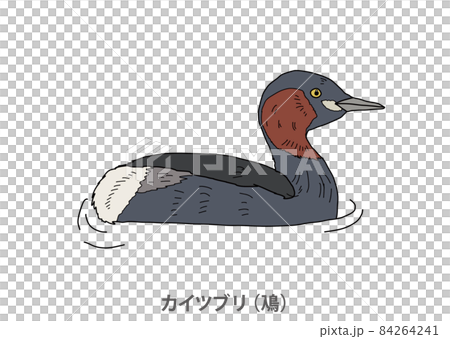 【県鳥】カイツブリ(鳰)滋賀県 【県鳥】カイツブリ(鳰)滋賀県 84264241