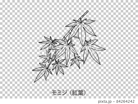 [縣樹]楓（秋葉）滋賀縣線描 84264242