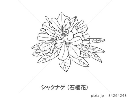 【県花】シャクナゲ（石楠花）滋賀県－線画 84264243