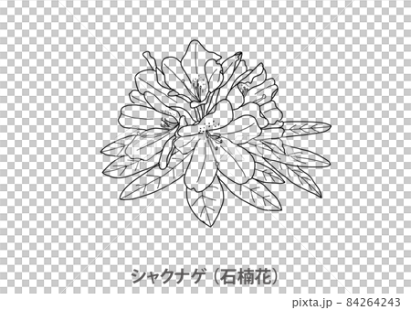 【県花】シャクナゲ（石楠花）滋賀県－線画 84264243
