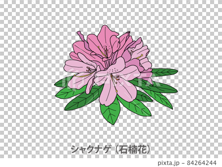 【県花】シャクナゲ（石楠花）滋賀県 84264244