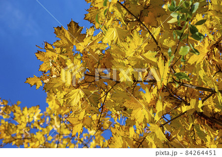 Maple branches with yellow leaves in autumn, in the light of sun. Dry autumnal leaves background, golden maple tree foliage autumn park, fall nature 84264451