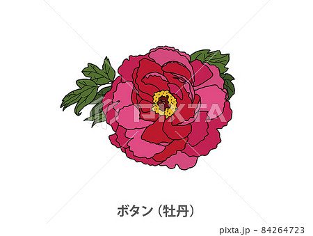 県花 ボタン 牡丹 島根県のイラスト素材