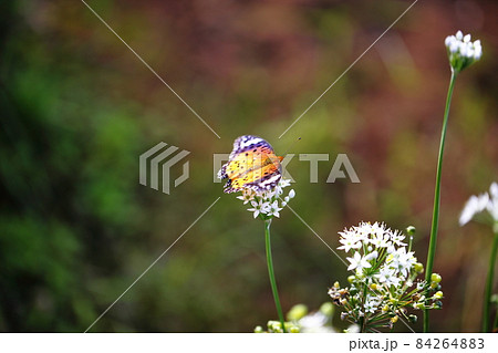 蝶とニラの花 蝶とニラの花 84264883