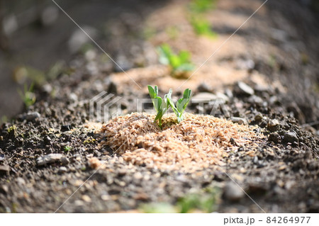 エンドウ（豌豆）の露地栽培 84264977