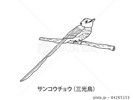 県鳥】サンコウチョウ（三光鳥）静岡県－線画のイラスト素材 [84265153] - PIXTA