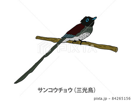 県鳥】サンコウチョウ（三光鳥）静岡県のイラスト素材 [84265156] - PIXTA