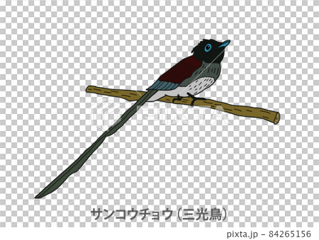 [Prefectural Bird] Japanese Paradise Flycatcher (Sankotori) Shizuoka Prefecture 84265156