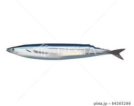 秋刀魚 秋刀魚 84265289