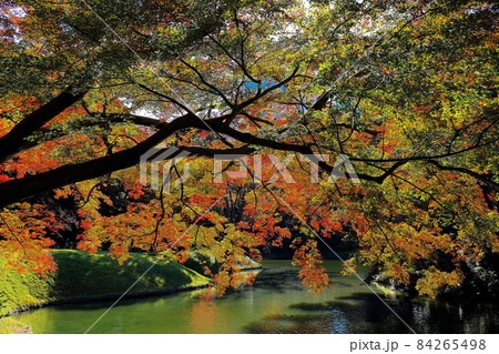 小石川後楽園のもみじ 84265498