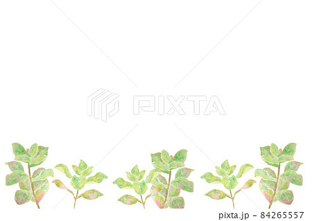 ハマゴウ 84265557