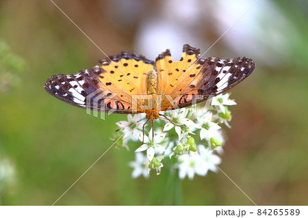 蝶とニラの花 蝶とニラの花 84265589