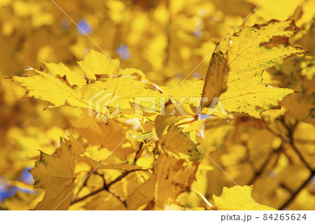 Maple branches with yellow leaves in autumn, in the light of sun. Dry autumnal leaves background, golden maple tree foliage autumn park, fall nature 84265624