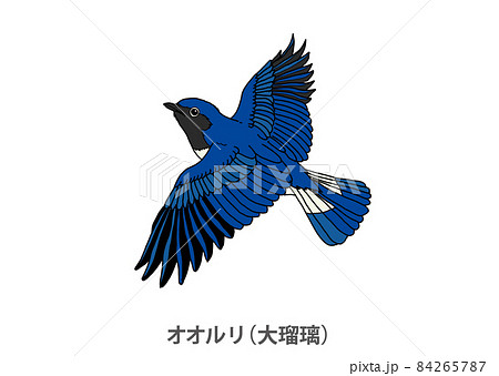 【県鳥】オオルリ（大瑠璃）栃木県 84265787