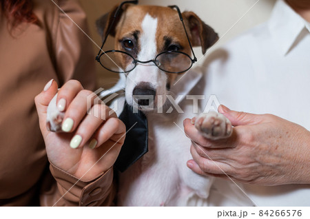 Two women holding a dog jack russell terrier with glasses. 84266576