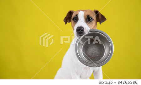 Hungry jack russell terrier holding an empty bowl on a yellow background. The dog asks for food. Hungry jack russell terrier holding an empty bowl on a yellow background. The dog asks for food. 84266586