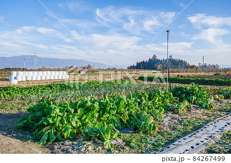 田舎の野菜畑 84267499